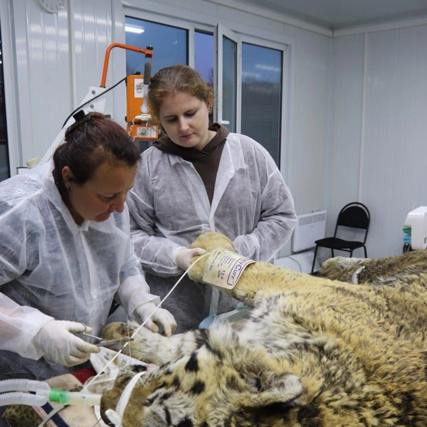 Источник: Центр «Тигр» / T.me