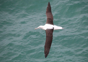 Большие обитатели больших морей: что мы знаем об альбатросах