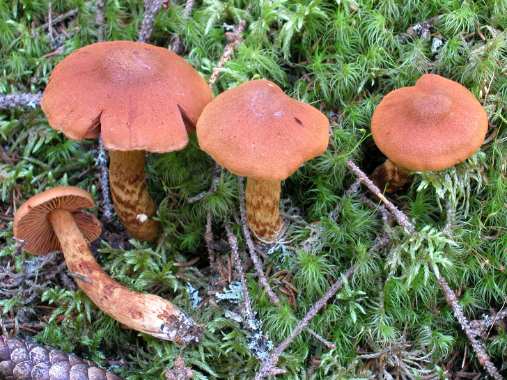 Тихие убийцы: 5 самых ядовитых грибов в мире — посмотрите, как они выглядят