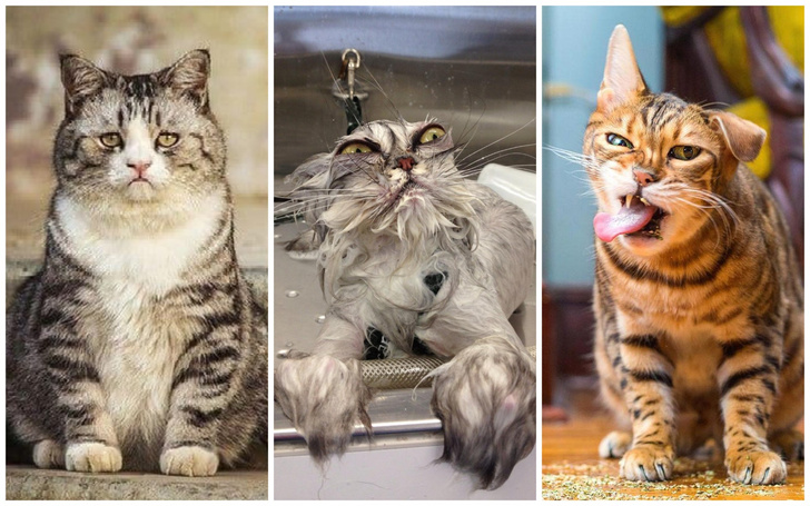 20 котиков, мимика которых приводит в восторг — фото