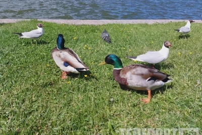 В центральной части Приамурья открывается охота на водоплавающую дичь