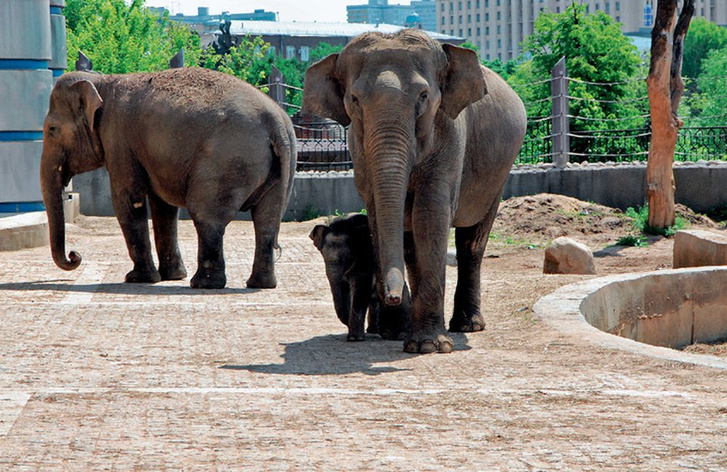 Любовь и хоботы: удивительная история слонов Московского зоопарка