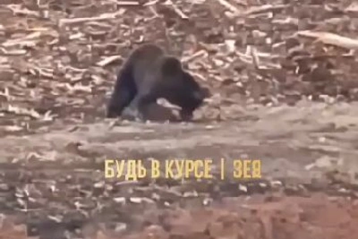 Медведь в Зее растерзал собаку
