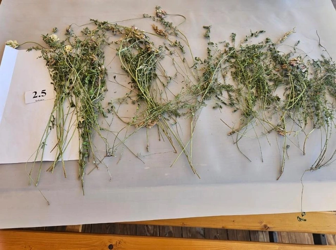 Отбор травы для будущего рациона питания лошадок | Источник: zapovednik-khakassky.ru