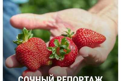 Самый популярный фоторепортаж Самары-2025 — о клубнике