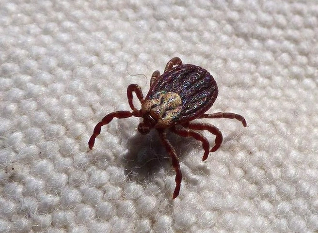 Москвичи стали чаще заболевать после укуса клещей | ya62.ru