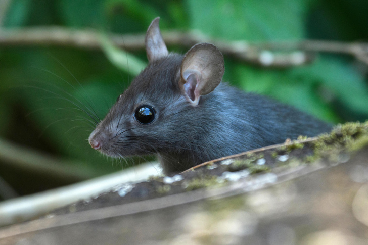 Крысы с острова Рождества украли надежду воскресить вымерших животных