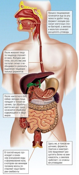 Личный химический заводик: как устроен процесс пищеварения — от пережевывания пищи до «света в конце тоннеля»