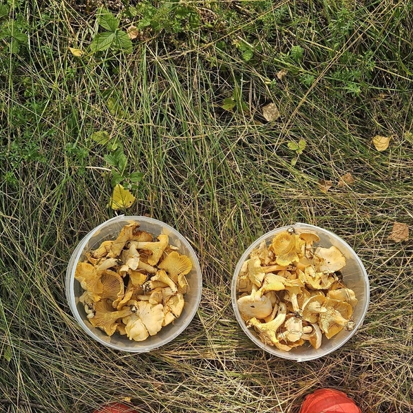 Источник: Римма Боева / «Грибы и грибники Екатеринбурга и Свердловской области» / Vk.com