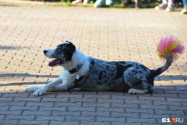 Бордер-колли&nbsp;— одна из самых умных пород собак | Источник: Артем Устюжанин / E1.RU