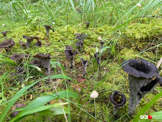 Черные лисички богаты витамином B12, их можно есть сырыми | Источник: Андрей Калинин / 93.RU