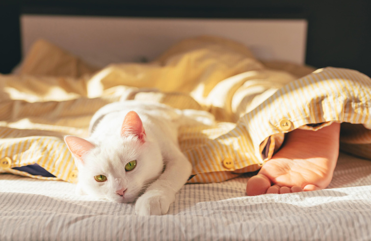 Почему на самом деле кошка просится на кровать к хозяину