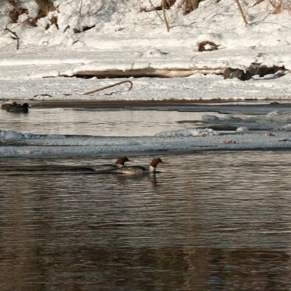 Источник: Павел Глазков / «Каждой твари по паре» 