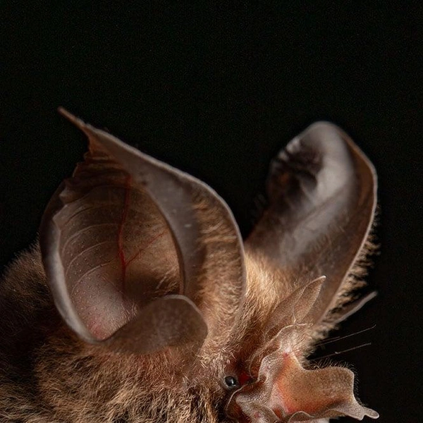 Филиппинский подковонос (Rhinolophus philippinensis) | Источник: José Gabriel Martínez-Fonseca via PetaPixel