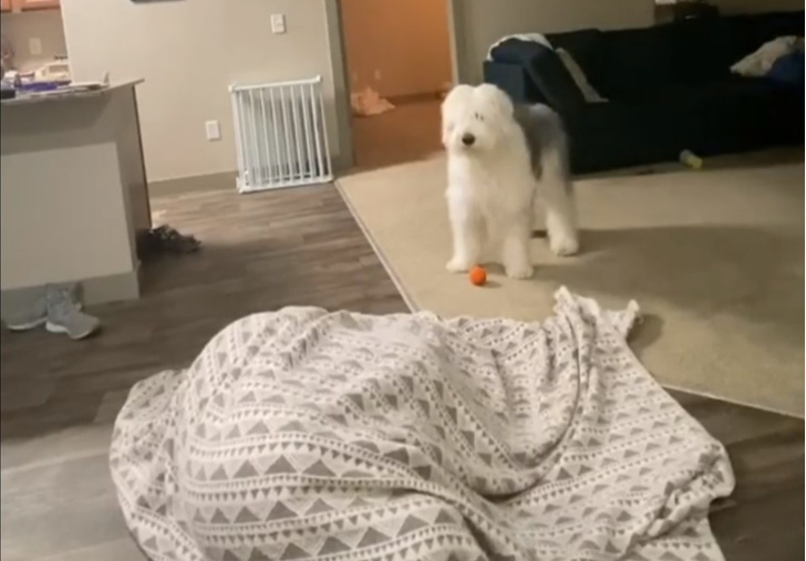 Собака и ее хозяйка смешно играют в прятки (видео)