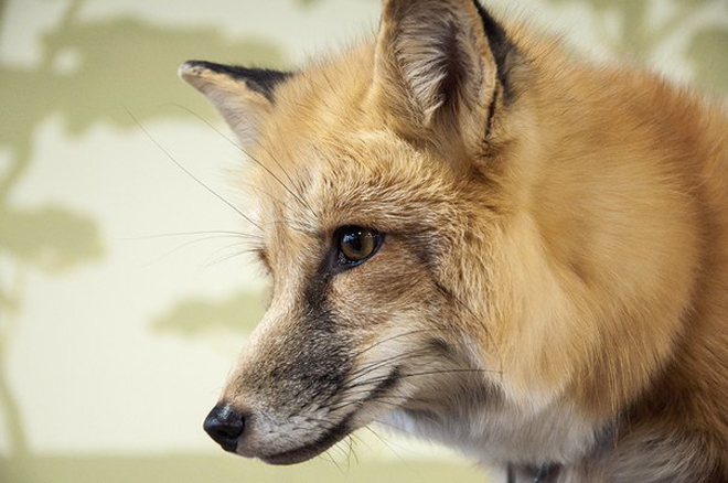 В Новосибирске разводят одомашненных лис