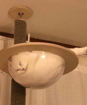 25 фотосвидетельств, что коты могут спать где угодно и когда угодно