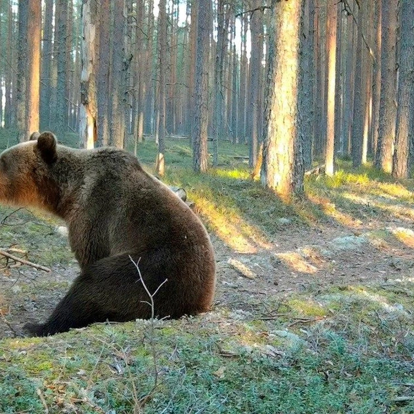 Источник: Нижне-Свирский заповедник