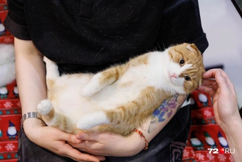 Все коты, что здесь живут, ручные | Источник: Ирина Шарова / 72.RU
