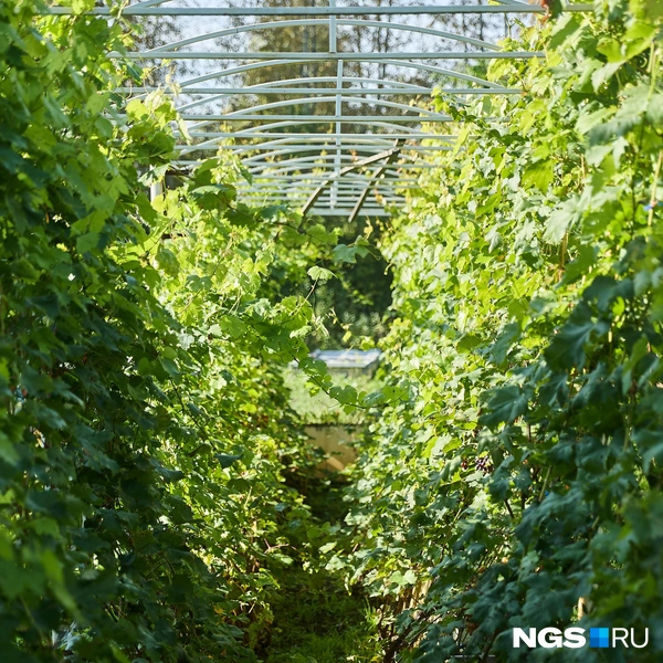 В Сибири виноград можно выращивать в траншеях или коробах | Источник: Александр Ощепков / NGS.RU