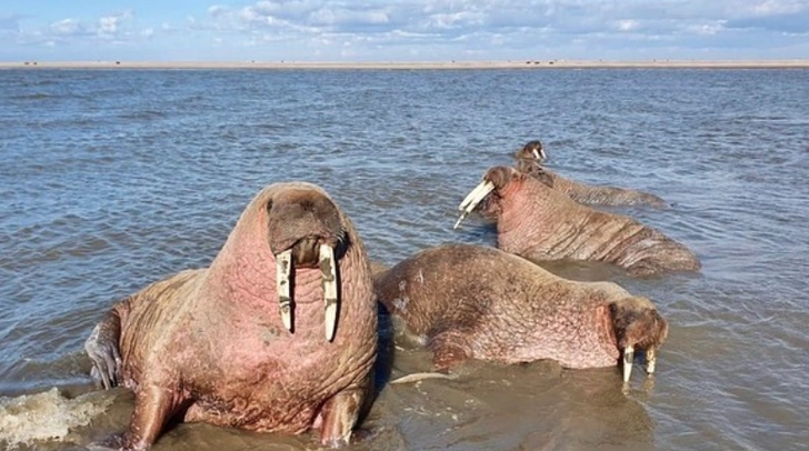 На Ямал раньше времени приплыли моржи