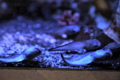 Уникальных глубоководных рыб вырастили в Приморском океанариуме