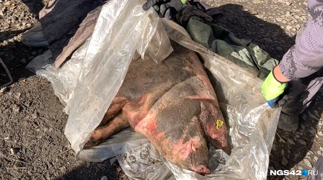 Источник: фотографии предоставлены семьей Польниковых