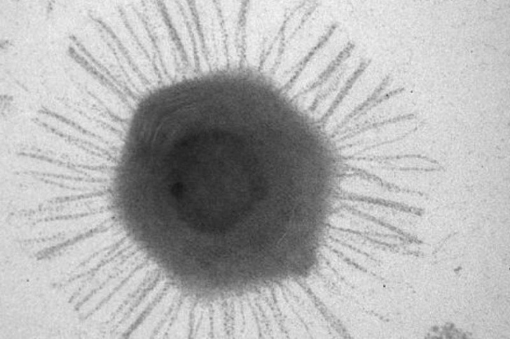 В Марианской впадине нашли скопление гигантских вирусов