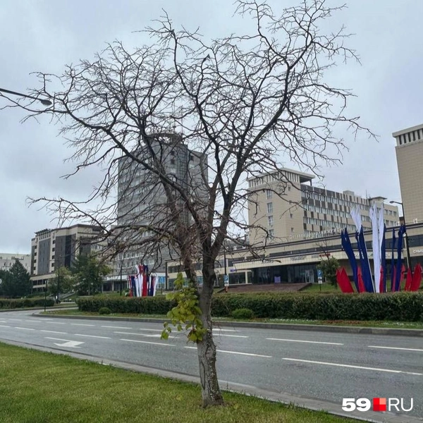 Здесь лишь одна зеленая веточка | Источник: Александра Куляпина / 59.RU