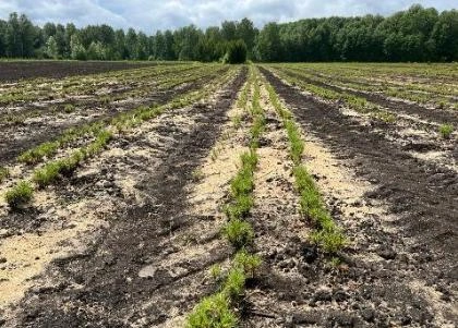 План по уходу за лесами в Кузбассе был перевыполнен в 1,1 раза | Источник: Nk-tv.com