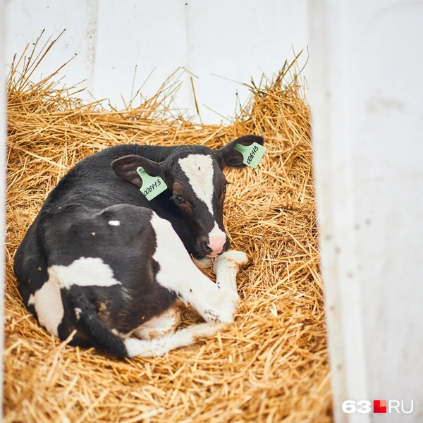 Источник: Роман Данилкин / 63.RU