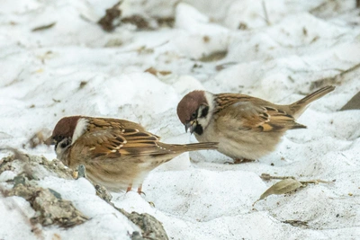 В Архангельской области пройдет учет воробьев