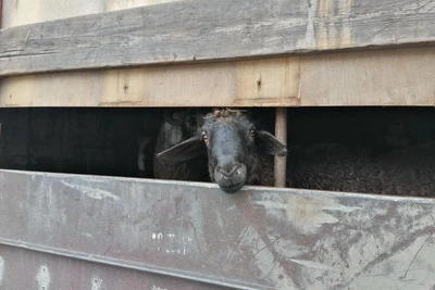 150 овец из Дагестана задержаны в Воронежской области