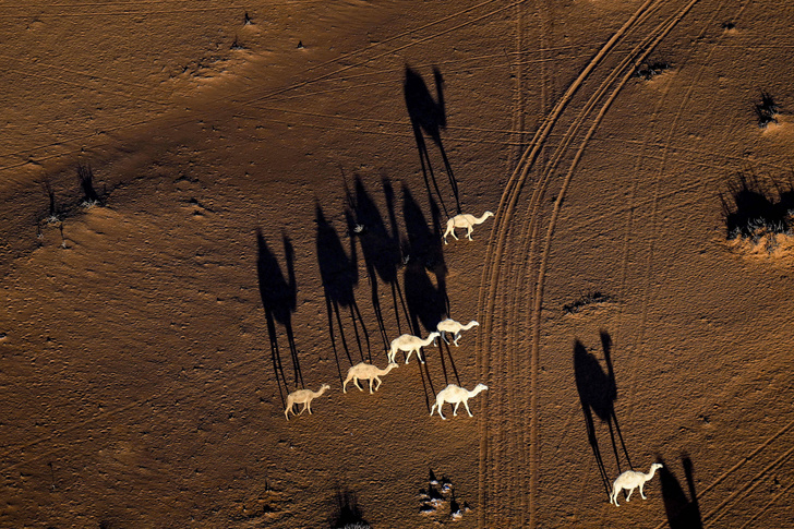 Верблюды участвуют в ралли «Дакар» вне зачета