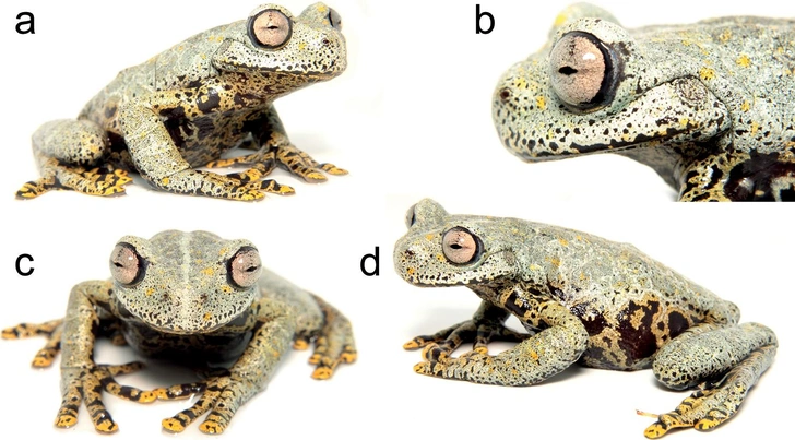 Как будто из фэнтези-саги: посмотрите на лягушку, которую назвали в честь Толкина | Источник: ZooKeys