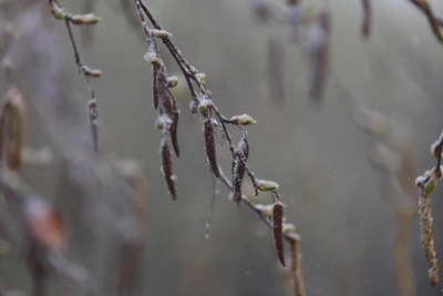 Spring Forecast for Omsk Region