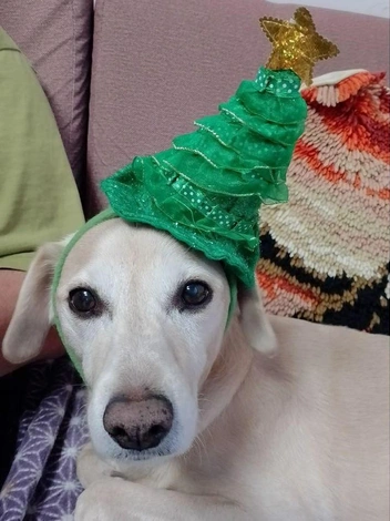 «С Новым годом! Я готов, а вы?» | Источник: читатель НГС 