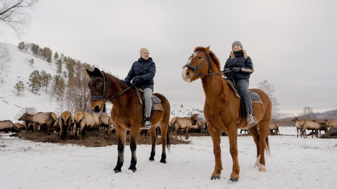 Увидеть благородных оленей, застать цветение маральника и пройти по самой красивой дороге мира: чем встречает туристов Алтай