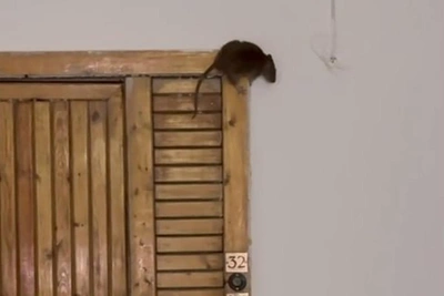 Rats Overrun Chelyabinsk High-Rise After Holiday Trash Neglect
