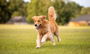 Одни гены на двоих. Исследователи обнаружили сходство в поведении золотистого ретривера и человека