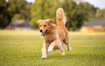 Одни гены на двоих. Исследователи обнаружили сходство в поведении золотистого ретривера и человека