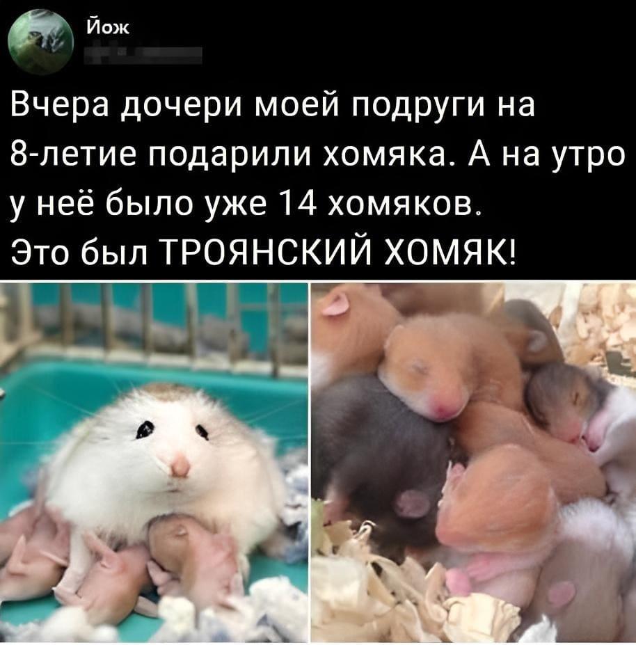 10 мемов про домашних питомцев, которые близки сердцу каждого хозяина