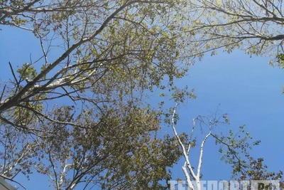 Экипаж пропавшего вертолета в Приморье может быть жив