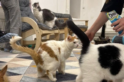 Cat café opens near First Tent monument
