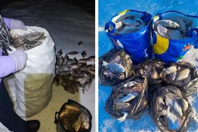 Омичи хвастаются уловами с рыбалки на Иртыше и Салтаиме