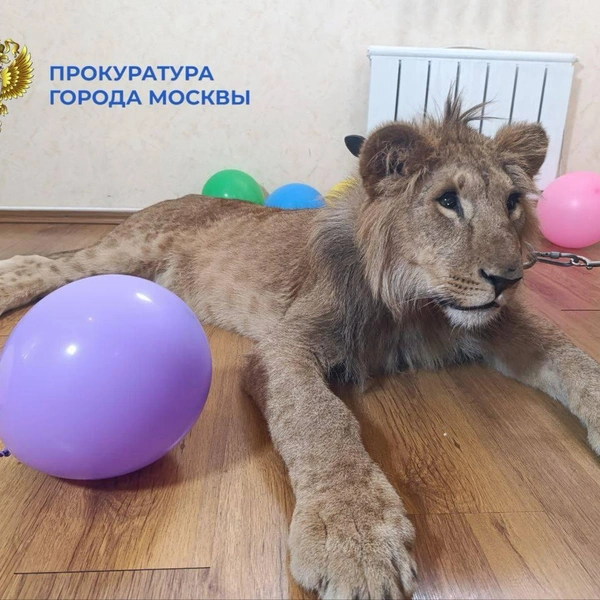 Источник: ПРОКУРАТУРА МОСКВЫ