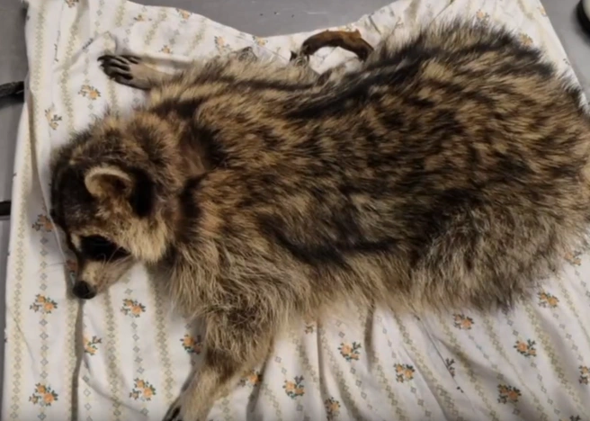Первую помощь агрессивной енотихе оказывали под наркозом | Источник: Приют диких животных «Спаси меня» / Vk.com