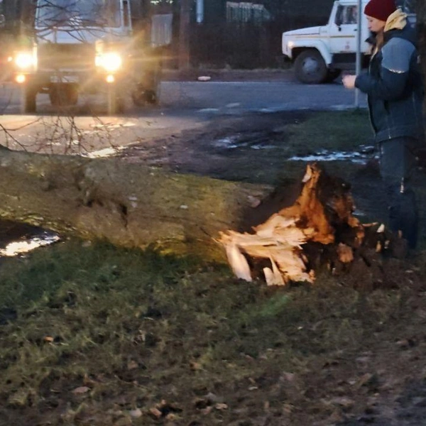 Ветер в Петербурге натворил бед. Пришлось включаться медикам | www.fontanka.ru