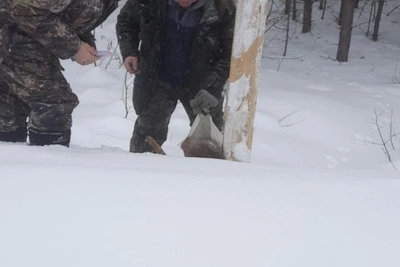 В Пензенской области выявлены два случая браконьерства