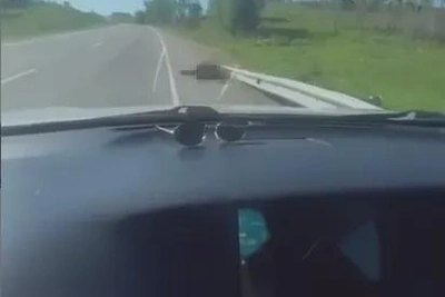 Медвежонок погиб под колесами авто в Приамурье